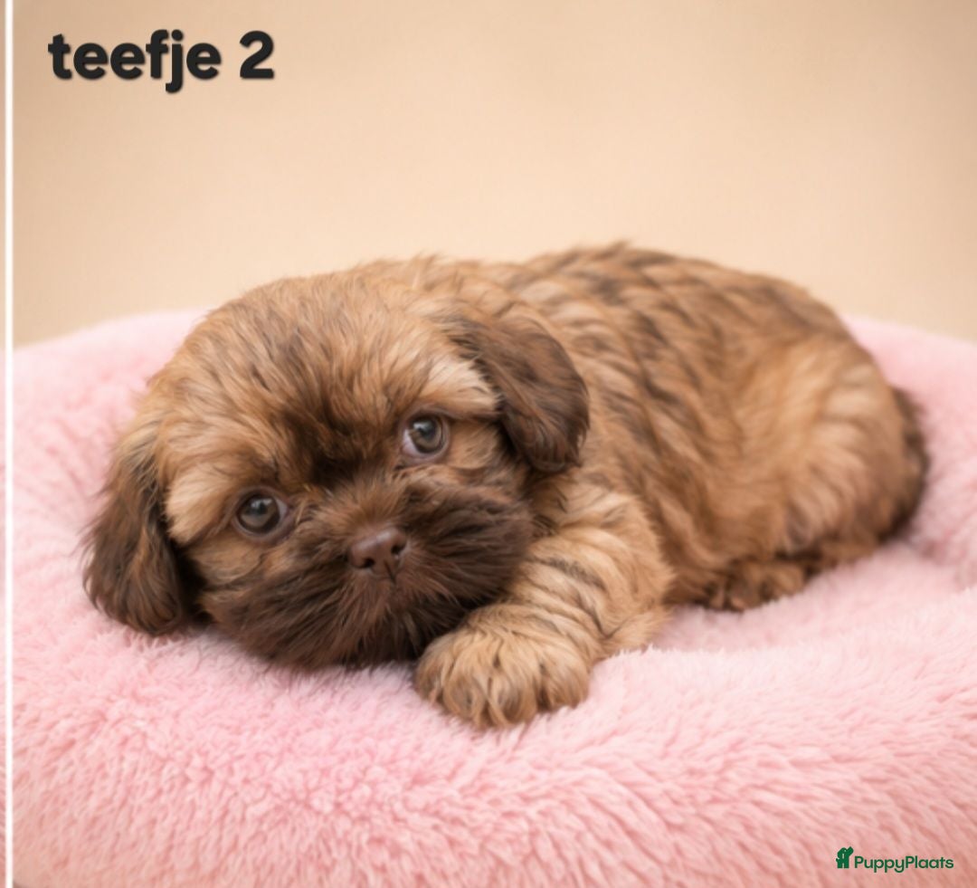 Kruising honden Mooie gezonde boomer pups. Maltezer maal shih tzu - Advertentie 2