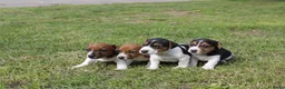 Jack Russel Terriër honden te koop: Jack russel - Advertentie 8