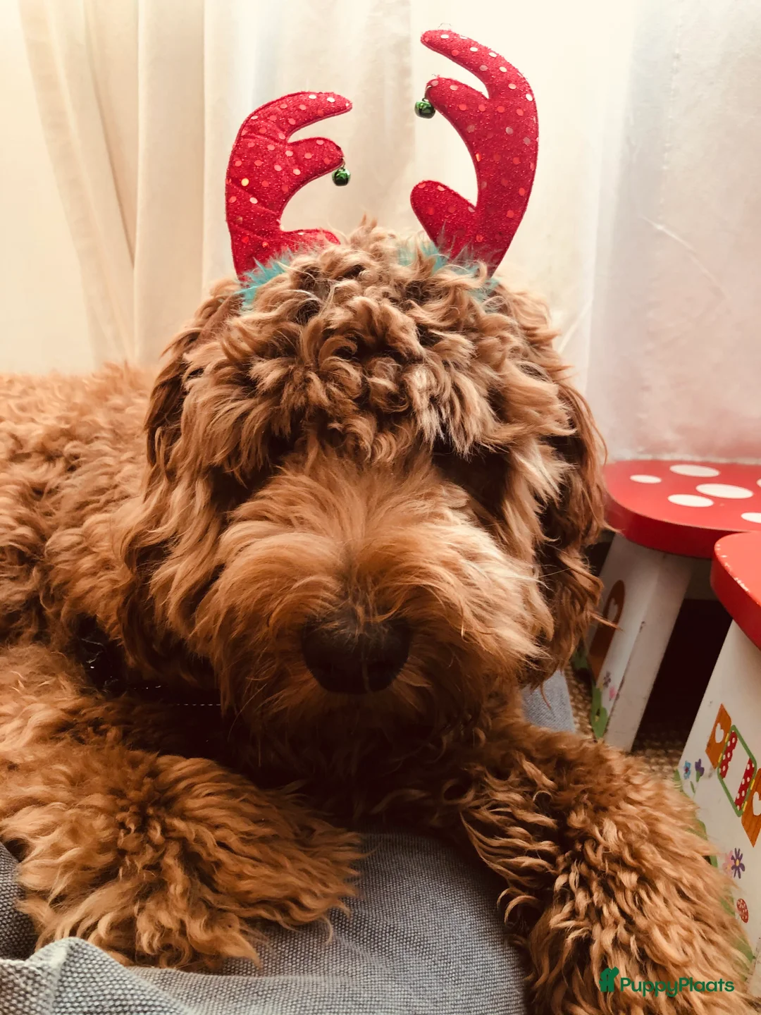 Labradoodle honden ter dekking: KNAPPE HALF AUSTRALIAN LABRADOODLE DEKREU PUK in Breda - Advertentie 6