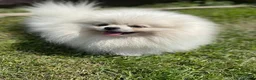 Pomeriaan honden te koop: Schattige Mini Pomeriaan pups  - Advertentie 1