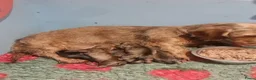 Ruwhaar Teckel honden te koop: Standaard ruwhaar teckel pups - Advertentie 3
