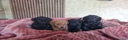 Poedel Toy honden te koop: Toypoedel pups  - Advertentie 2