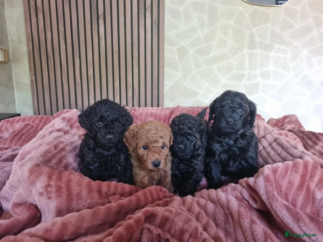 Poedel Toy honden te koop: Toypoedel pups  - Advertentie 2