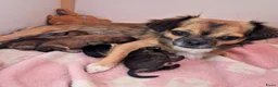 Kruising honden te koop: Prachtige Chi-doodle pups (chihuahua-toypoedel) - Advertentie 17
