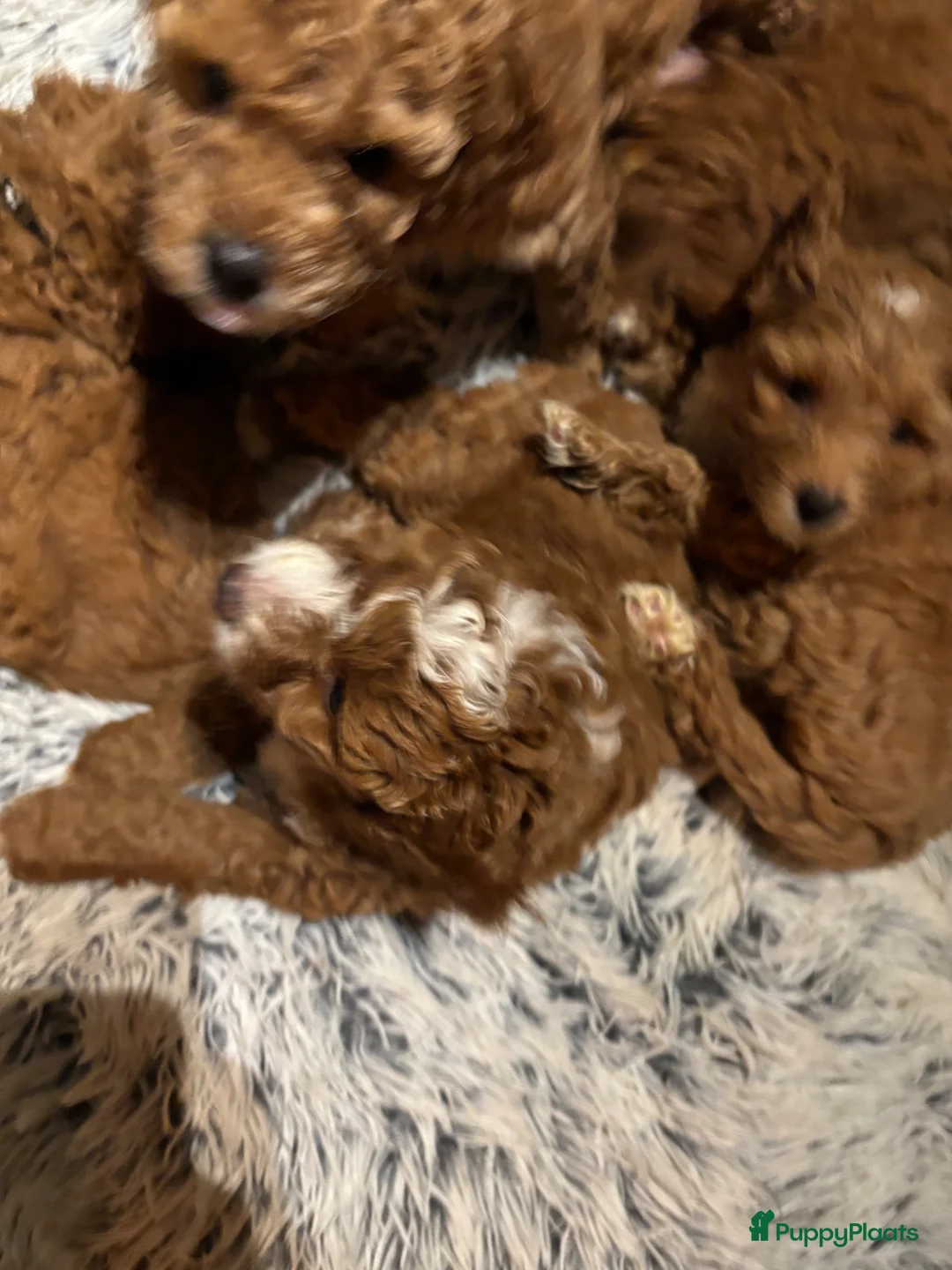 Cockapoo honden te koop: Nestaankondiging cockapoo pups  in Diepenheim - Advertentie 13