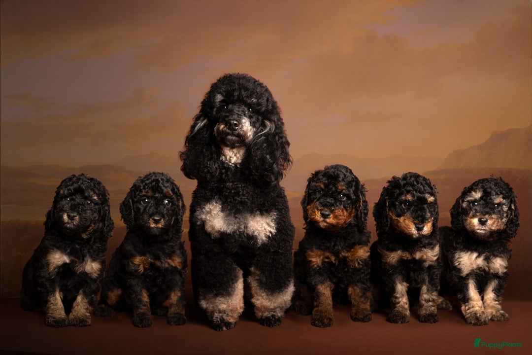 Dwergpoedel honden te koop: Dwerg (Toy) FCI stamboom, ouders volledig getest  - Advertentie 1