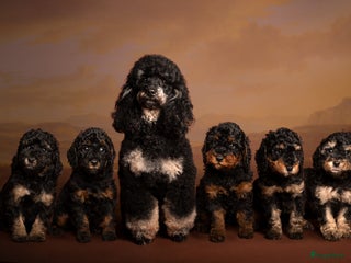 Dwergpoedel honden Dwerg (Toy) FCI stamboom, ouders volledig getest - Advertentie 11