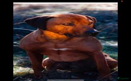 Rhodesian Ridgeback honden te koop: Rhodesian Ridgeback pups - Afbeelding 16