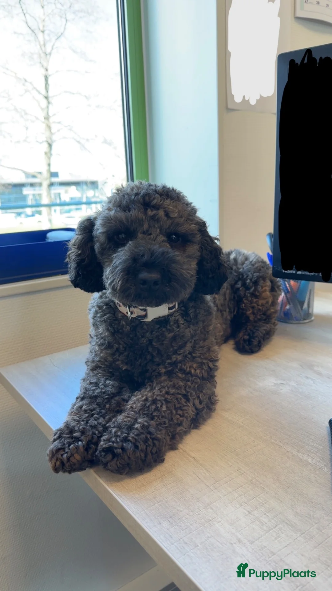 Maltipoo honden ter dekking: Maltipoo dekreu aangeboden  in Damwâld - Advertentie 8