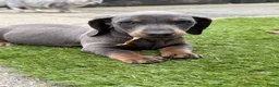 Teckel (korthaar)  honden te koop: Kaninchen x dwerg teckel - Advertentie 3