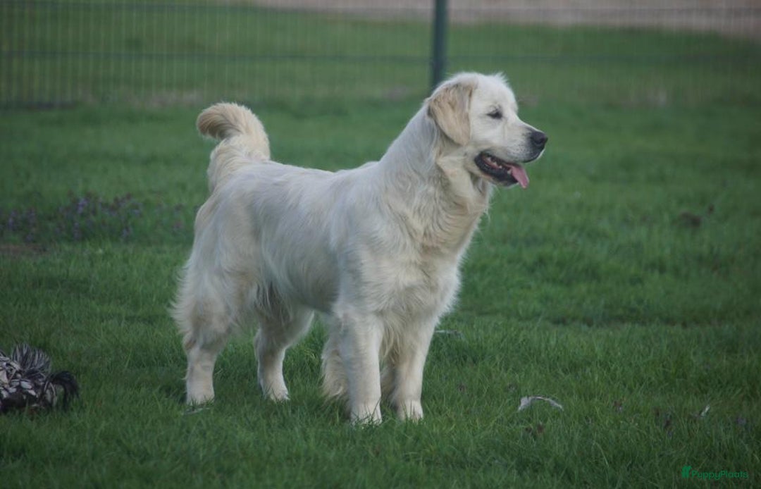 Golden Retriever honden te koop: Golden retriever puppy 10 weken oud  - Advertentie 2