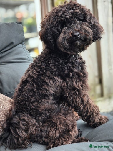 Galerij afbeelding {{count}}