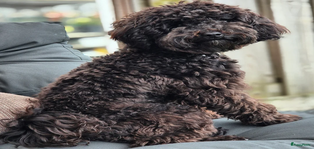 Galerij afbeelding {{count}}