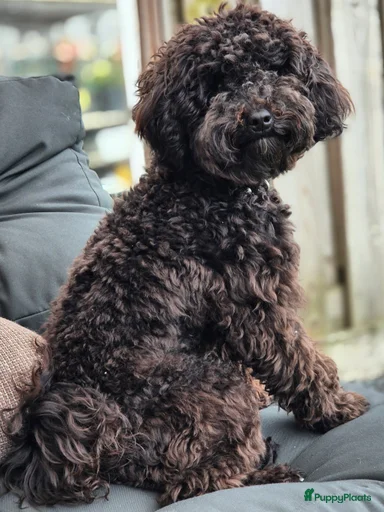 Galerij afbeelding {{count}}