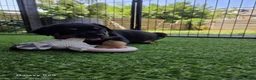 Rottweiler honden te koop: 8 Rottweiler pups. - Advertentie 7