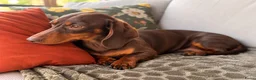 Teckel (korthaar)  honden te koop: Dwergteckel pups korthaar zoeken een fijn thuis - Advertentie 1