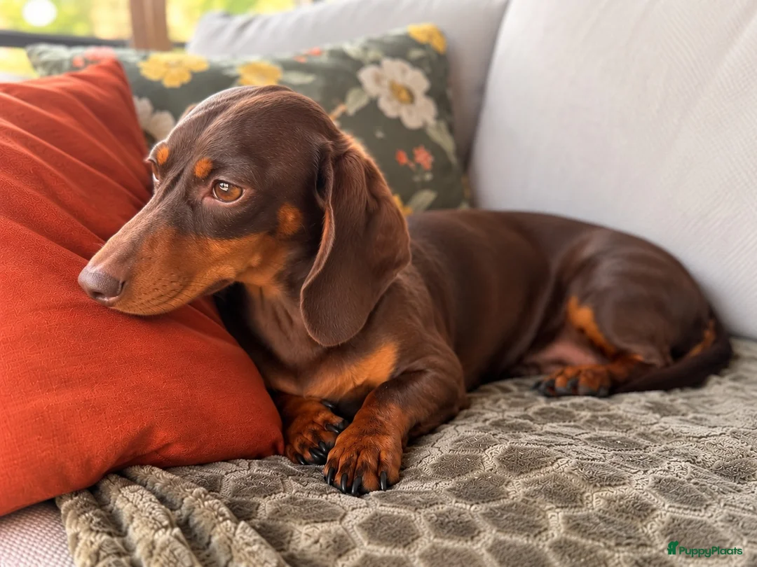 Teckel (korthaar)  honden te koop: Dwergteckel pups korthaar zoeken een fijn thuis - Advertentie 1
