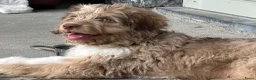 Kruising honden te koop: Australian doodle reu - Advertentie 2