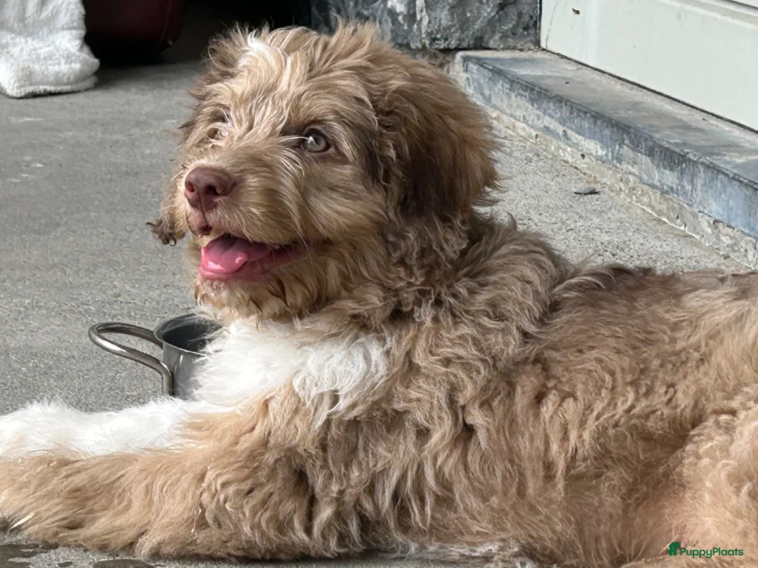 Kruising honden te koop: Australian doodle reu - Advertentie 2