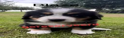 Berner Sennenhond honden te koop: Berner sennen pups - Advertentie 4