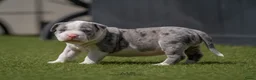 Amerikaanse Bully honden ter dekking: American Bully XL dekreu  - Advertentie 22