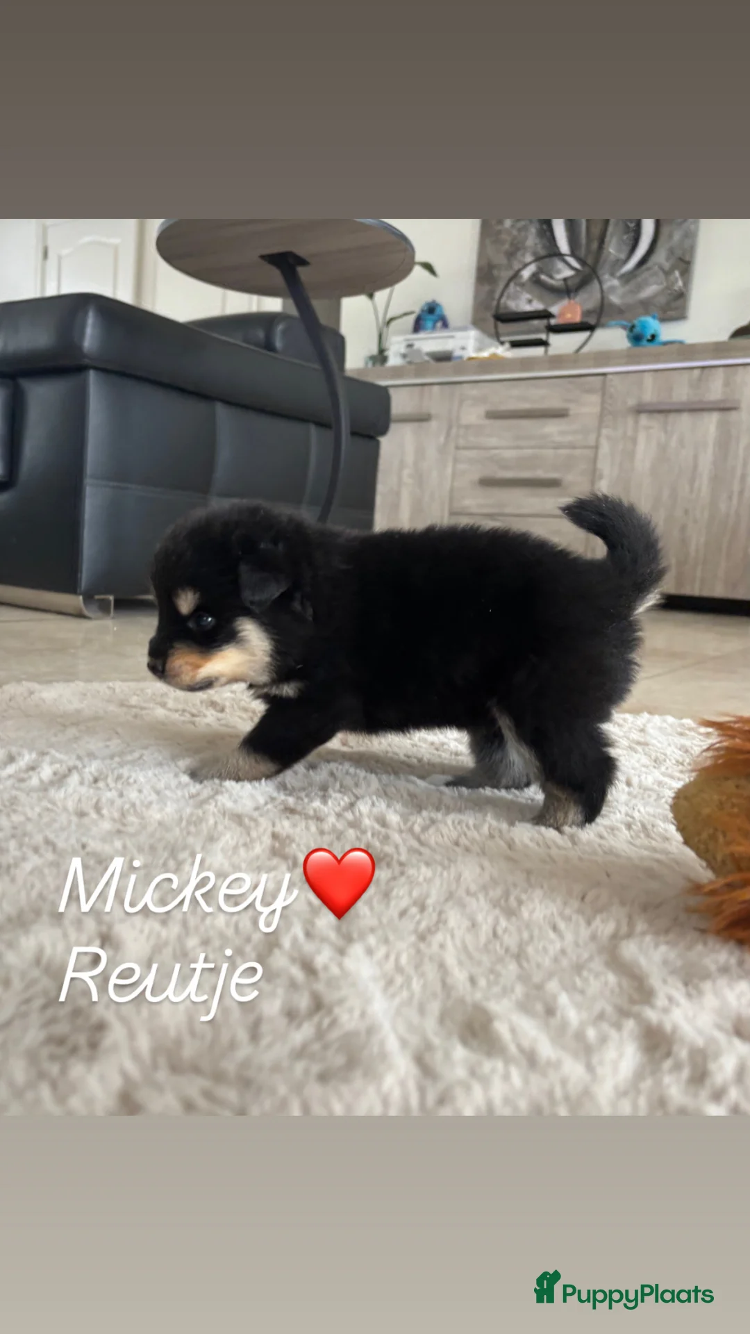 Pomsky honden te koop: Pomsky pups - Advertentie 2