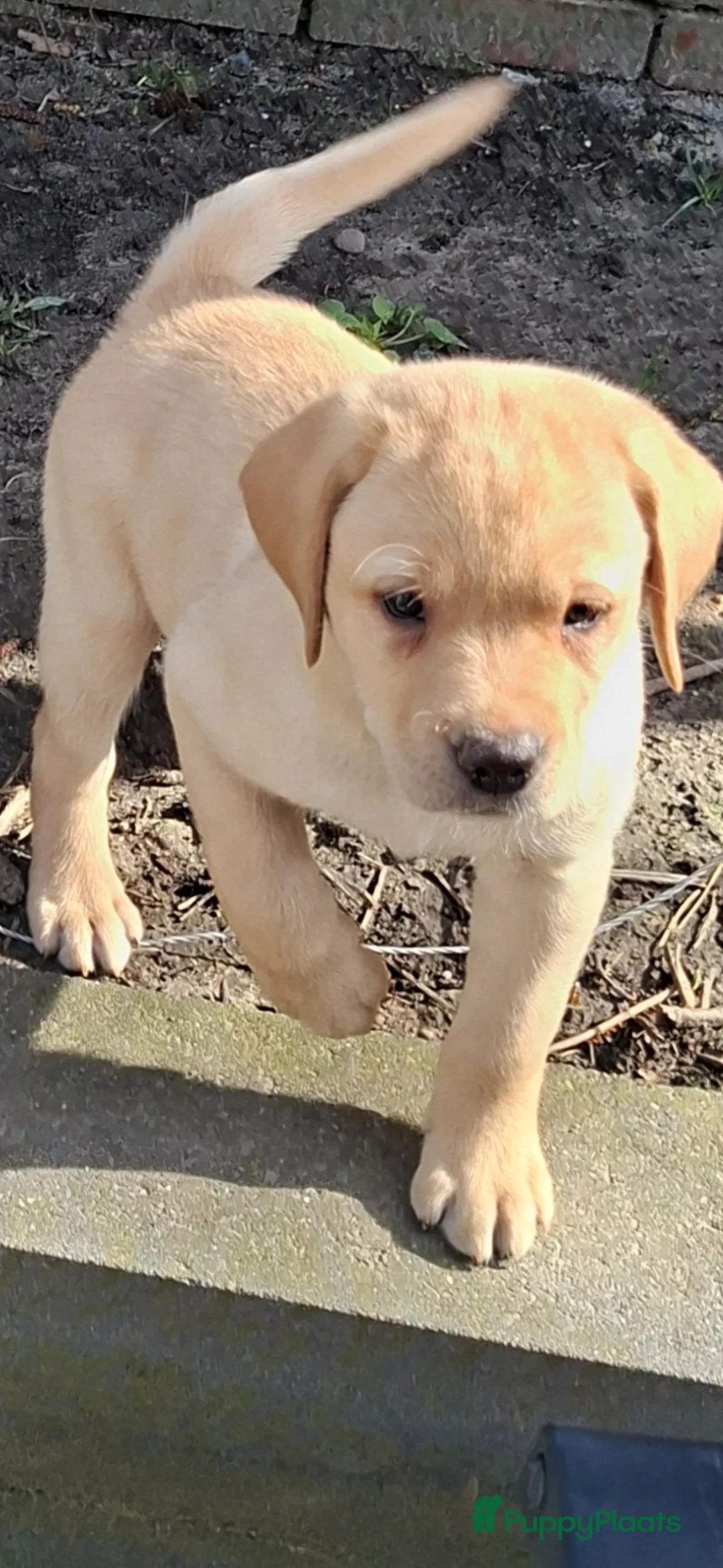 Labrador Retriever honden te koop: Prachtige labrador reutjes blond redfox  - Advertentie 2