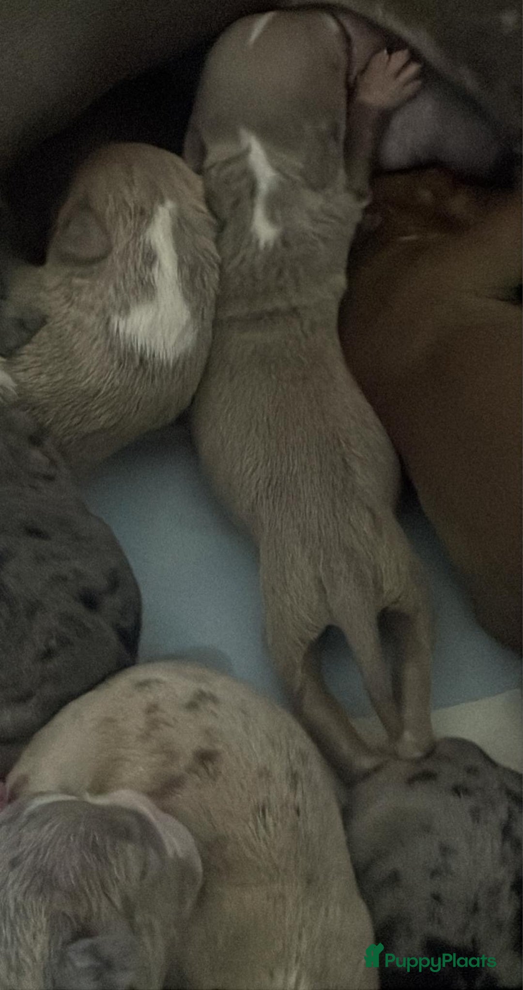 Amerikaanse Bully honden te koop: Amerikaanse bully xl  - Advertentie 14