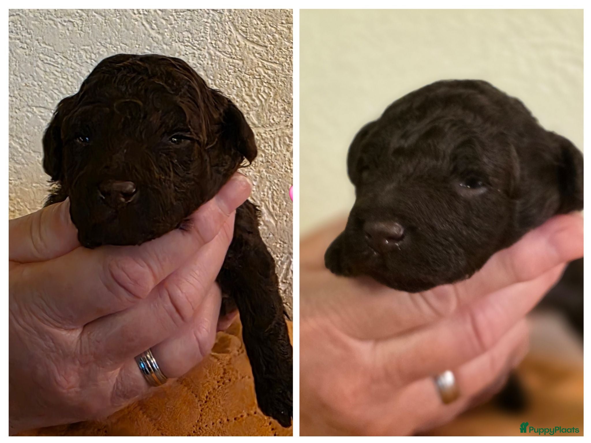 Dwergpoedel honden 2 choco toypoedel puppy's geboren - Advertentie 1