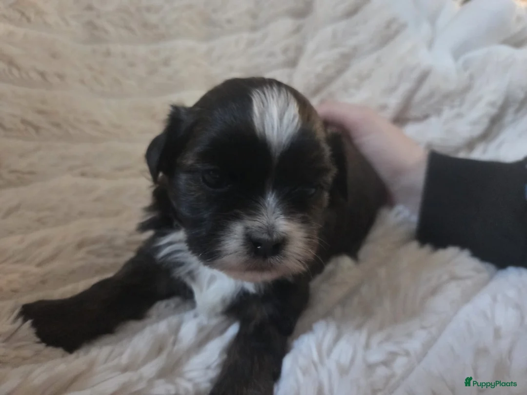 Kruising honden te koop: Mooie boomer /shih tzu  - Advertentie 5