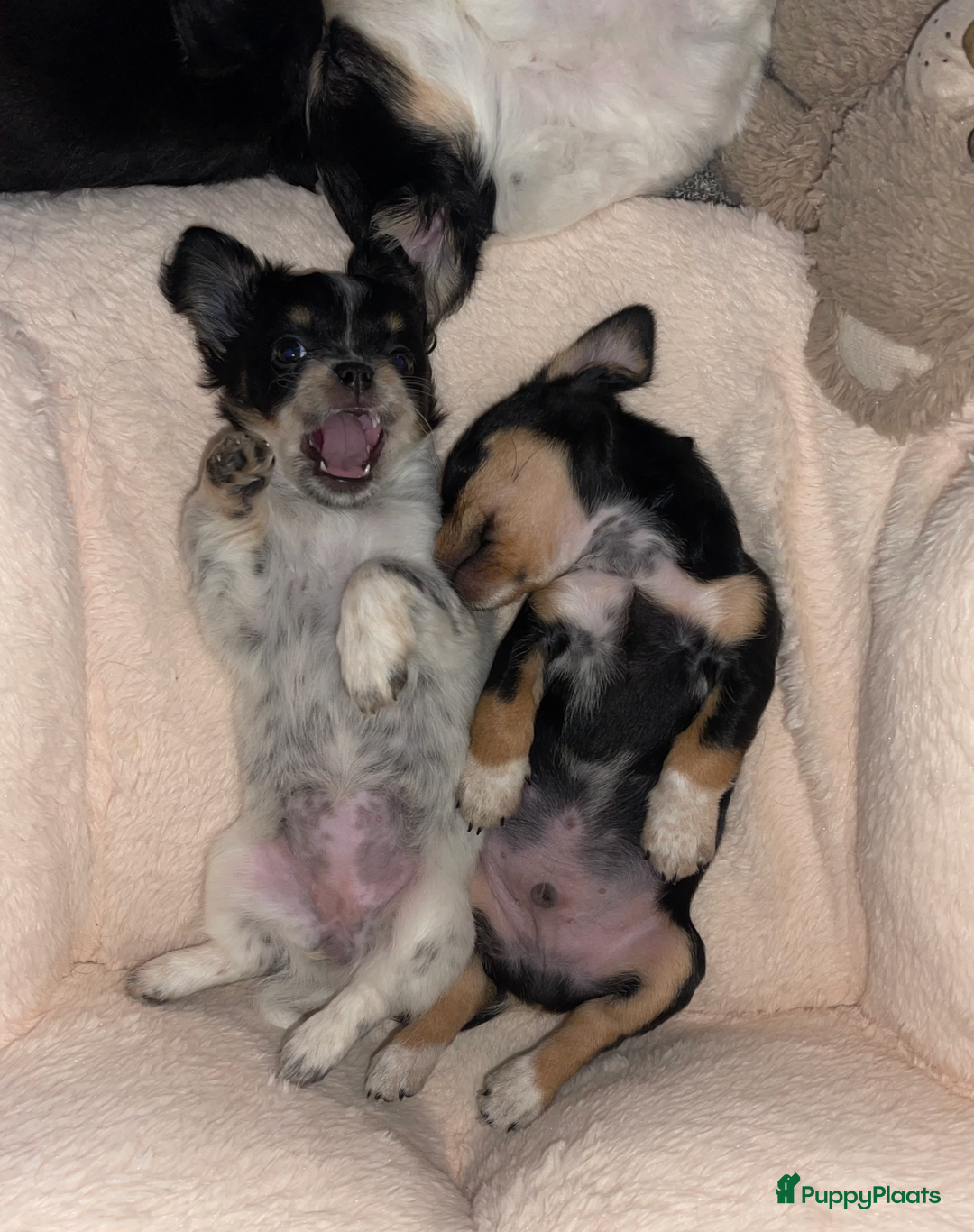 Kruising honden te koop: Chihuahua kruising pups - Advertentie 5