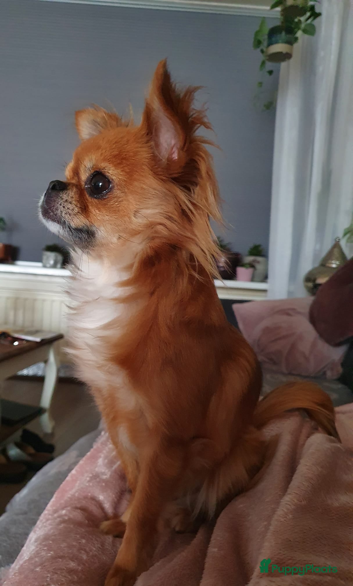 Chihuahua honden 2 prachtige langharige chihuahua pups beschikbaar - Advertentie 1