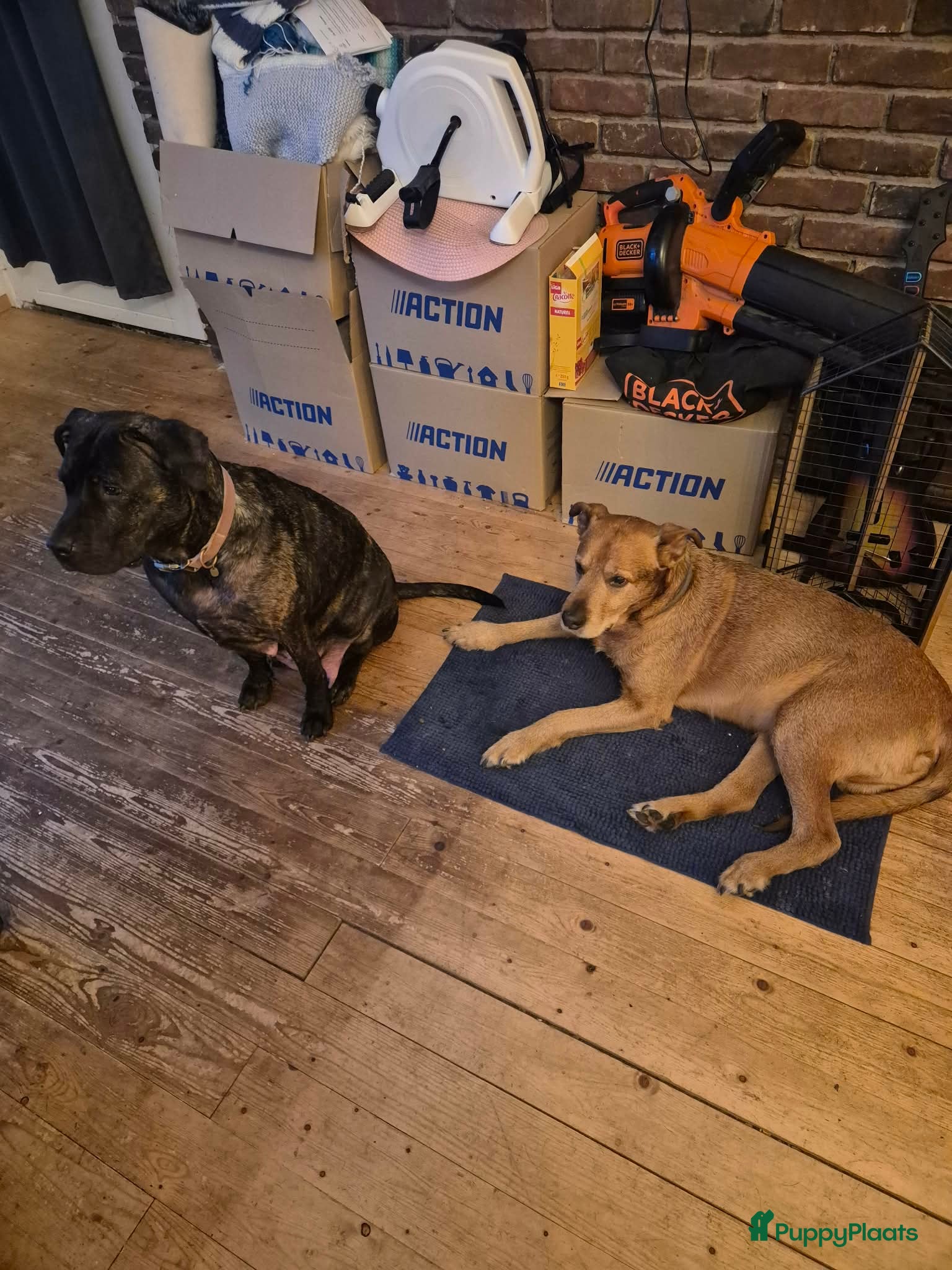 Kruising honden 2 Presa Canario puppies - Advertentie 1