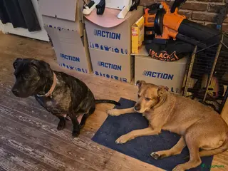 Kruising honden 2 Presa Canario puppies - Advertentie 1