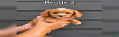 Reutje 3