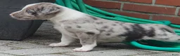 Kruising honden te koop: Border Collie Kruising pups  in Onstwedde - Advertentie 5