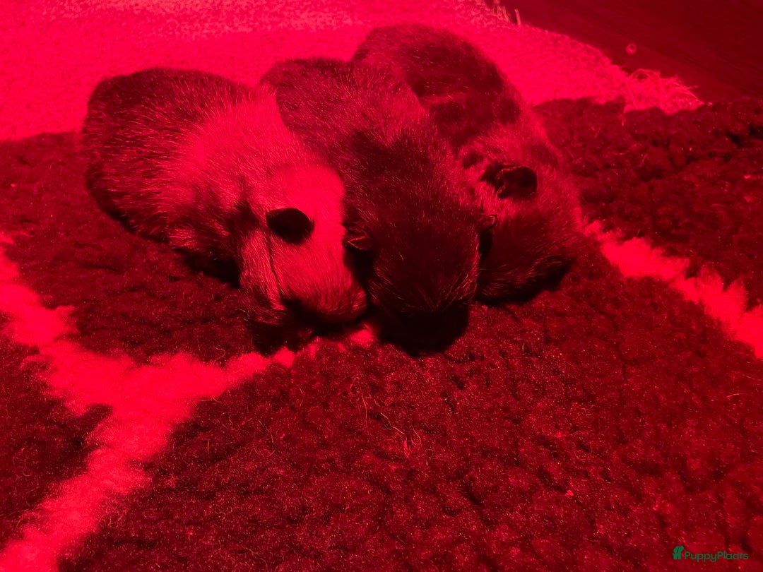 Pomeriaan honden te koop: prachtige pomeriaan pups te koop 1 reutje 1 teefje - Advertentie 12