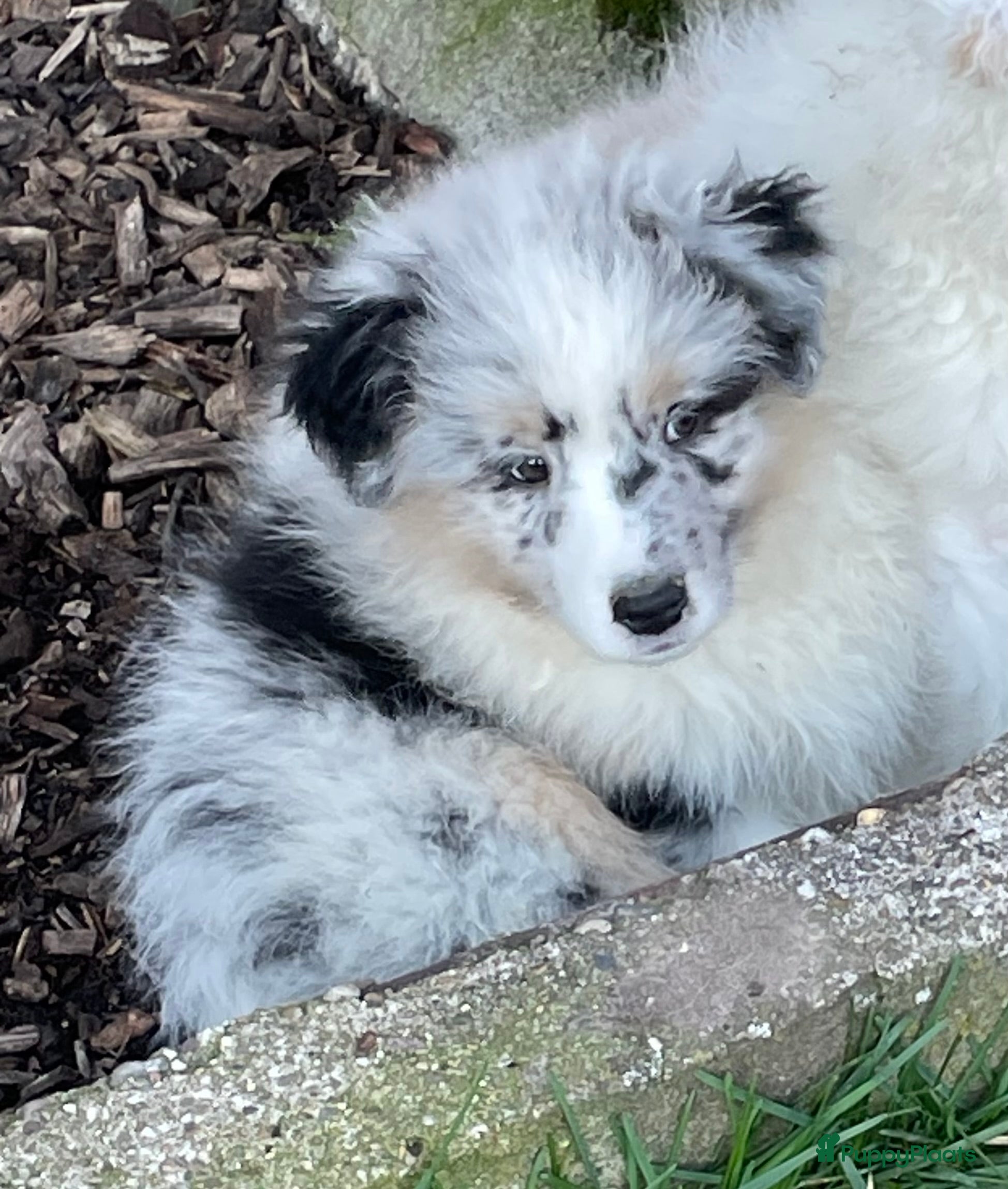 Australian Shepherd honden Australische herder pups - Advertentie 13