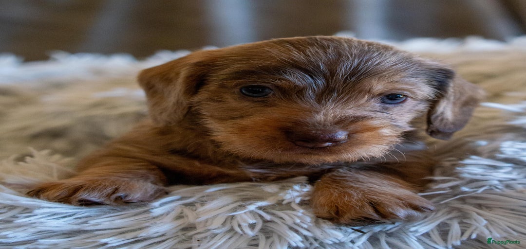 Galerij afbeelding {{count}}