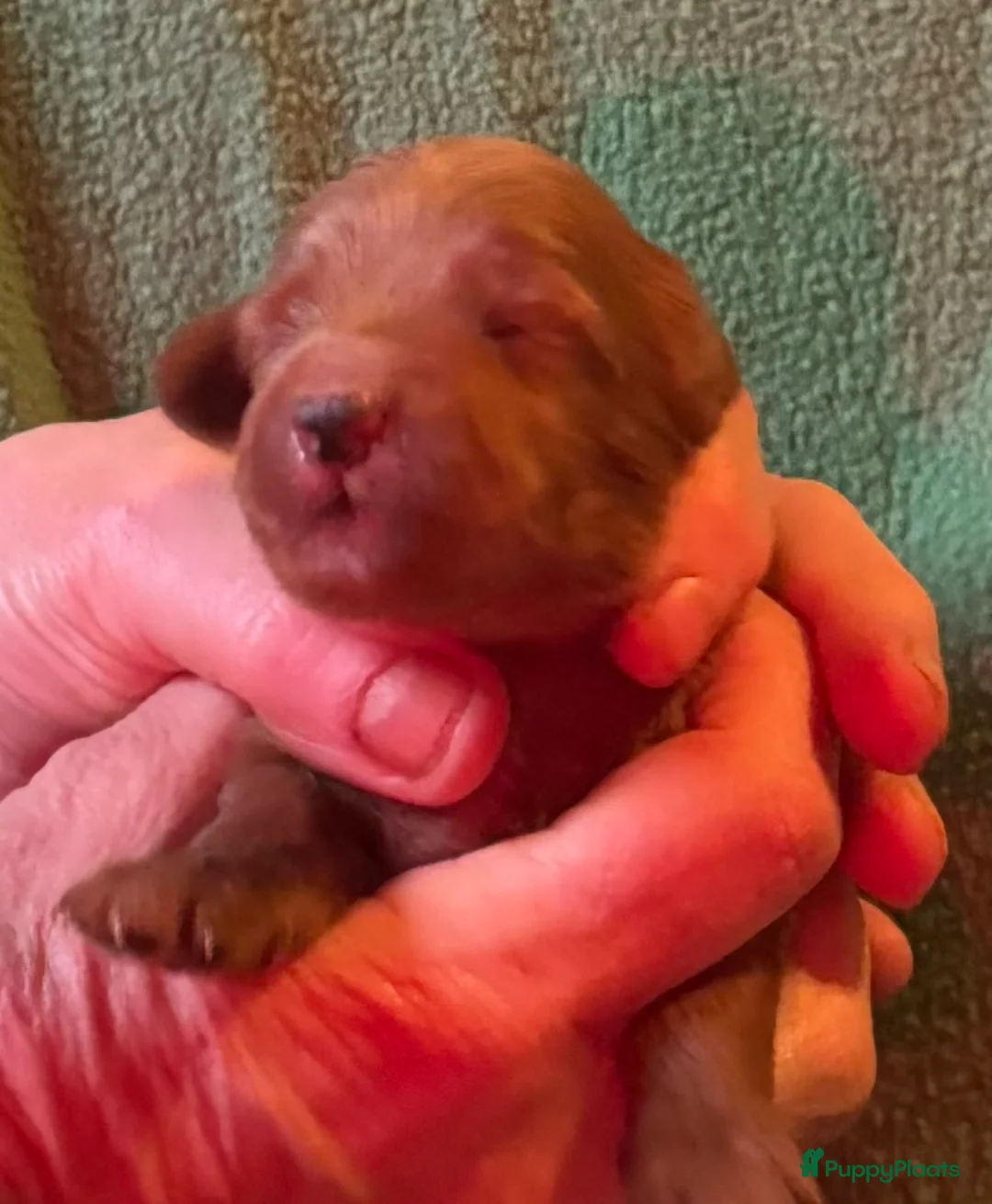 Australian Labradoodle honden te koop: Te koop mini Australian Labradoodles met stamboom - Advertentie 6