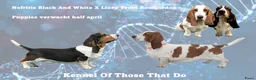 Basset Hound honden te koop: Engelse Basset puppies - Advertentie 1