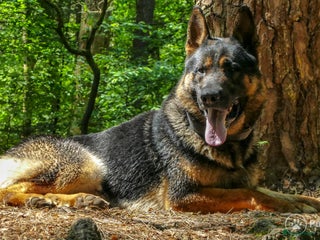 Duitse Herder honden Duitse herder uit 100% werklijnen (rechte rug) in Beekbergen - Advertentie 2