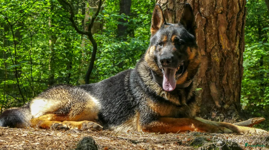 Duitse Herder honden ter dekking: Duitse herder uit 100% werklijnen (rechte rug) in Beekbergen - Advertentie 1