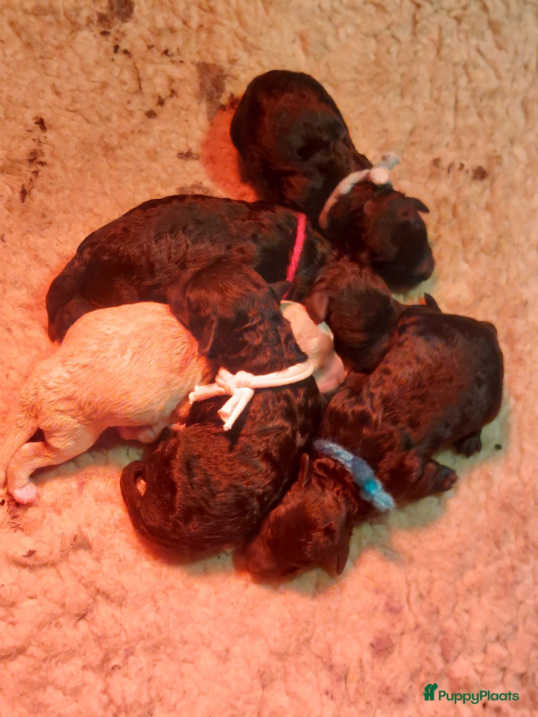 Cockapoo honden te koop: Kleine poedelpups met een vleugje cockapoo. - Advertentie 9