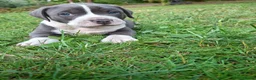 Amerikaanse Bully honden te koop: American Bully XL - Advertentie 7