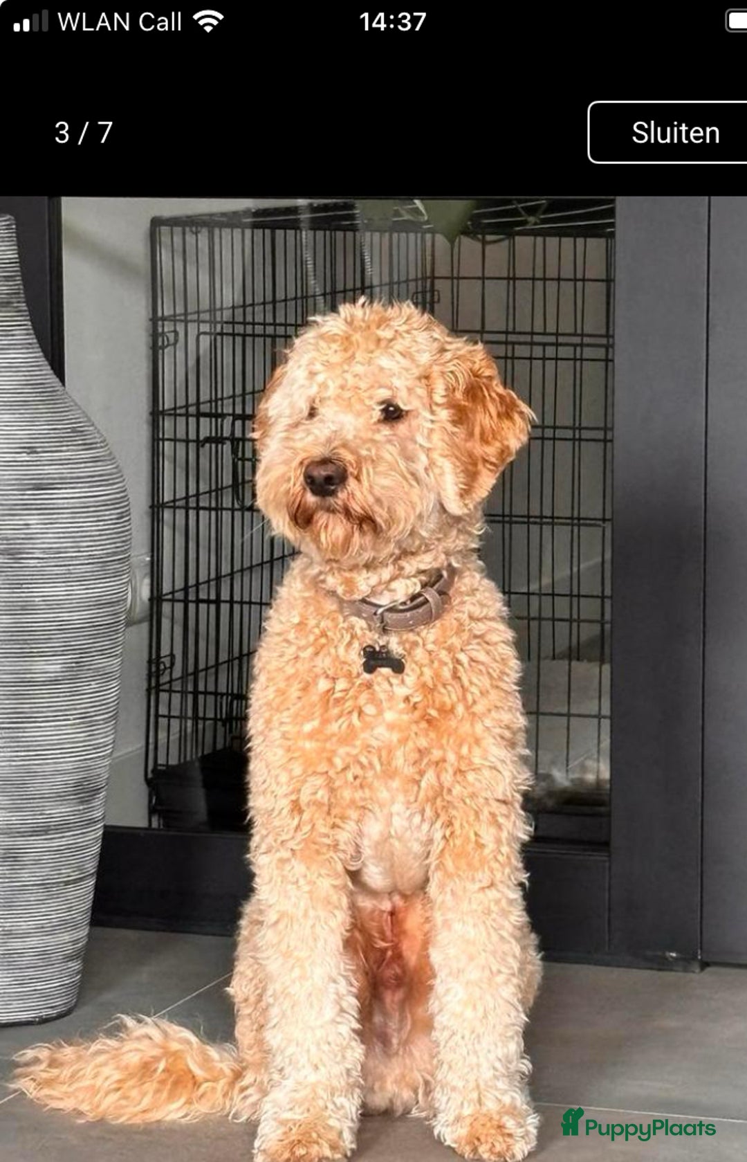 Labradoodle honden te koop: Labradoodle puppies F4 multigen zwart - Advertentie 9