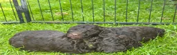 Australian Labradoodle honden te koop: Labradoodle pups - Advertentie 28