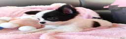 Chihuahua honden te koop: Nog 3 unieke en super schattige chihuahua puppys! - Advertentie 5