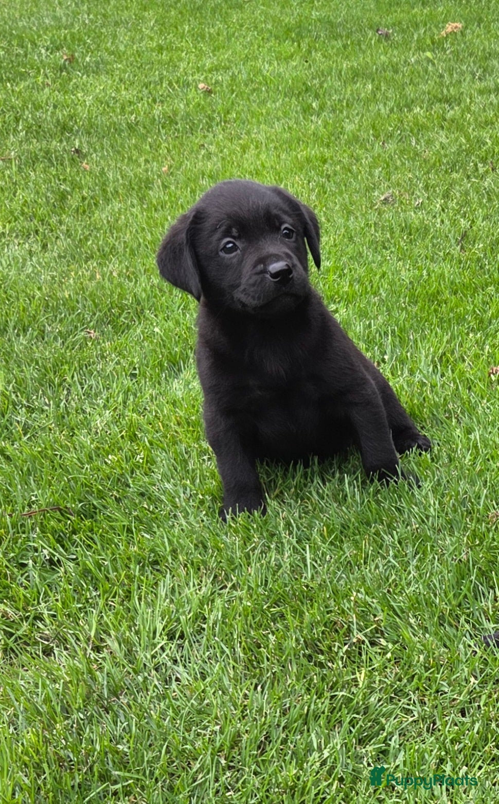 Labrador Retriever honden Labrador pup raszuiver zwart teefje - Advertentie 1