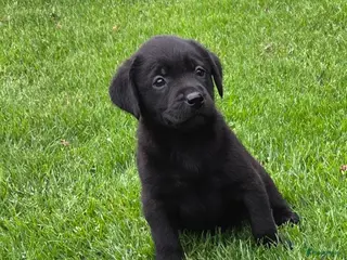 Labrador Retriever honden Labrador pup raszuiver zwart teefje - Advertentie 1
